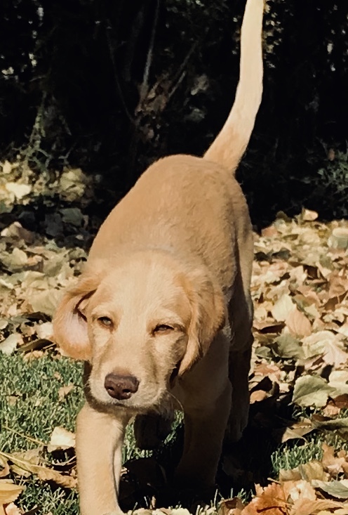 Medium Photo #6 Labradoodle Puppy For Sale in REXBURG, ID, USA