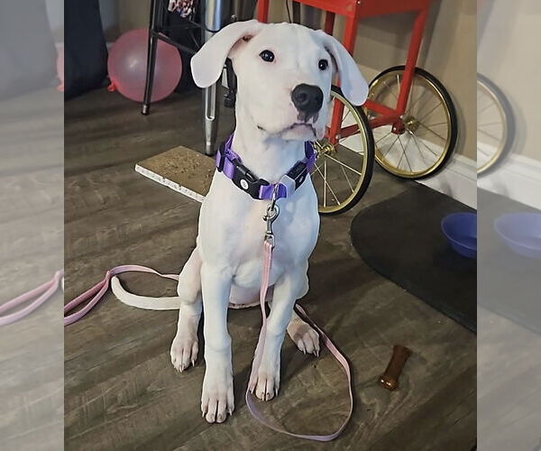 Medium Photo #4 Boxer Puppy For Sale in Stanwood, WA, USA