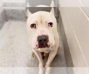 TAZ - Male Argentinian Mastiff-Unknown Mix Dog for Adoption - Photo #3