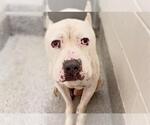 Small Photo #3 Argentinian Mastiff-Unknown Mix Puppy For Sale in Houston, TX, USA