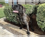 Small #4 Cane Corso