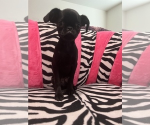 Brussels Griffon Puppy for sale in TEMPE, AZ, USA