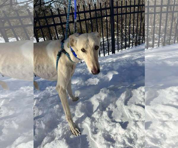 Medium Photo #2 Greyhound Puppy For Sale in Cherry Hill, NJ, USA