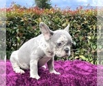 Small Photo #63 French Bulldog Puppy For Sale in ORLANDO, FL, USA