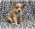 Small Photo #8 Texas Heeler Puppy For Sale in LAKELAND, FL, USA