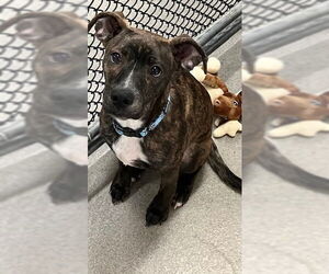 Mutt Dogs for adoption in Sterling, MA, USA