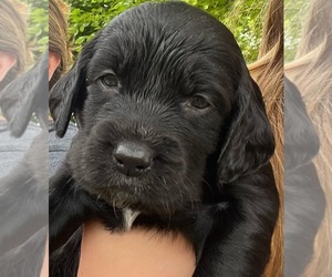 Spangold Retriever Puppy for sale in GRATIOT, WI, USA