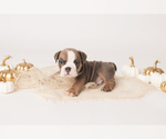 Small Photo #2 Bulldog Puppy For Sale in MURRIETA, CA, USA