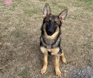 German Shepherd Dog Puppy for sale in SAN ANTONIO, TX, USA