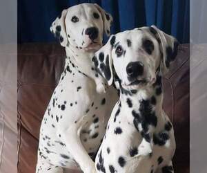 Father of the Dalmatian puppies born on 08/21/2022