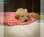 Small Photo #10 Golden Retriever Puppy For Sale in LOS ANGELES, CA, USA