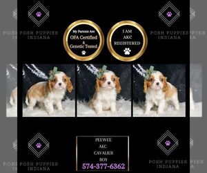Cavalier King Charles Spaniel Puppy for sale in WARSAW, IN, USA