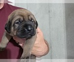 Puppy Blue Anatolian Shepherd-English Mastweiler Mix