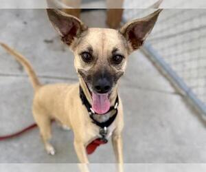 Chihuahua-Unknown Mix Dogs for adoption in Martinez, CA, USA