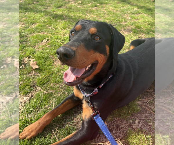 Medium Photo #2 Doberman Pinscher Puppy For Sale in Brooklyn, NY, USA