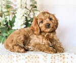 Small Photo #4 Cavapoo Puppy For Sale in DENVER, PA, USA