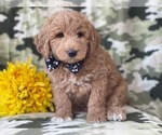 Small Photo #12 Labradoodle Puppy For Sale in LAKELAND, FL, USA