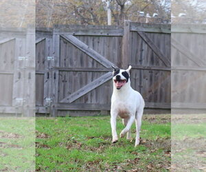 Smudge - Male American Staffordshire Terrier-Labrador Retriever Mix Dog for Adoption - Photo #7