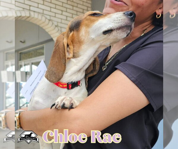 Medium Photo #4 Basschshund Puppy For Sale in San Antonio, TX, USA