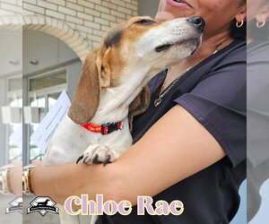 Chloe Rae - Female Basschshund Dog for Adoption - Photo #4