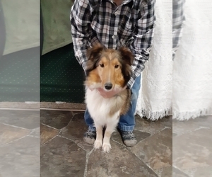 Mother of the Shetland Sheepdog puppies born on 01/26/2020