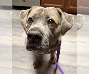 London - Female Mutt Dog for Adoption - Photo #2
