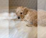 Small Photo #1 Goldendoodle Puppy For Sale in ZEBULON, NC, USA