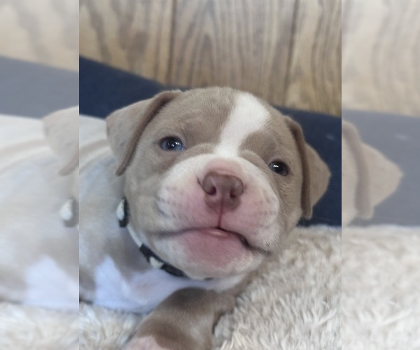 Medium Photo #2 American Bully Puppy For Sale in BOLINGBROOK, IL, USA