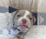 Small #1 American Bully