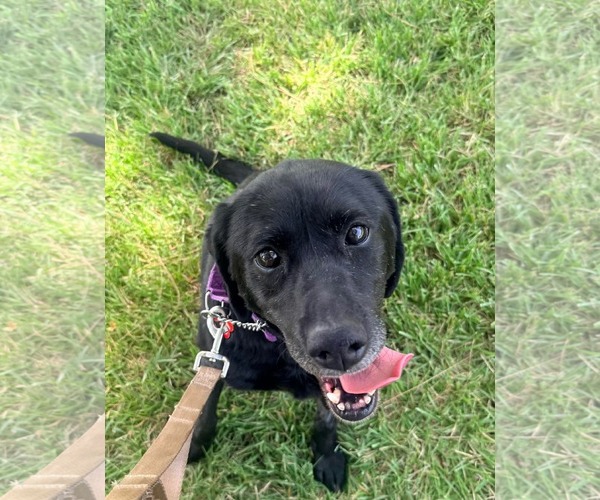 Medium Photo #10 Labrador Retriever-Unknown Mix Puppy For Sale in San Diego, CA, USA