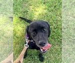 Small #9 Labrador Retriever Mix