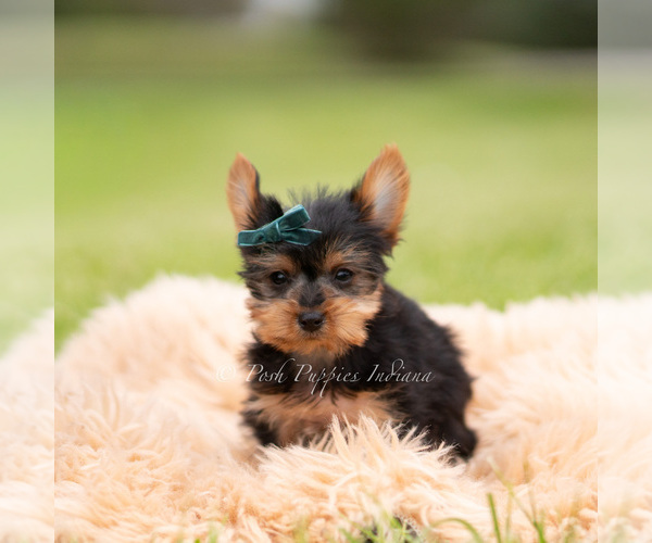 Medium Photo #19 Yorkshire Terrier Puppy For Sale in WARSAW, IN, USA