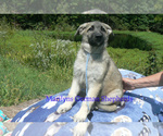 Small #4 German Shepherd Dog