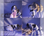 Small Photo #8 Bluetick Coonhound Puppy For Sale in COMBINE, TX, USA