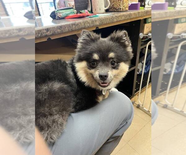 Medium Photo #2 Pomeranian Puppy For Sale in Candler, NC, USA