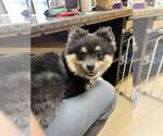 Small #1 Pomeranian
