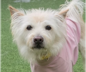 Mutt Dogs for adoption in San Ramon, CA, USA