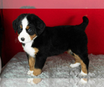 Small Photo #20 Bernese Mountain Dog Puppy For Sale in MILLERSBURG, IN, USA