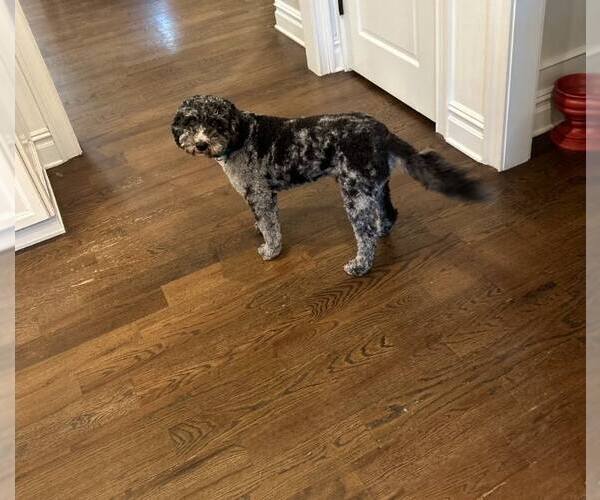 Medium Photo #2 Poodle (Standard)-Unknown Mix Puppy For Sale in Tenafly, NJ, USA