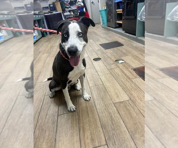 Medium Photo #1 Mutt Puppy For Sale in Rowlett, TX, USA