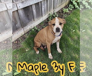 Labrador Retriever-Unknown Mix Dogs for adoption in The Woodlands, TX, USA