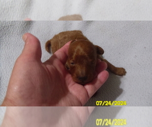 Poodle (Toy) Puppy for sale in DULUTH, GA, USA
