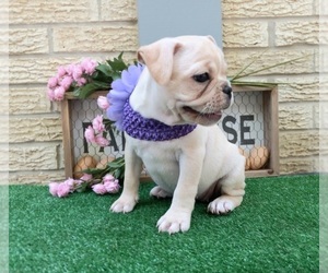 French Bulldog Puppy for sale in CARTHAGE, TX, USA