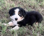Small Photo #1 Australian Shepherd Puppy For Sale in SHAWNEE, OK, USA