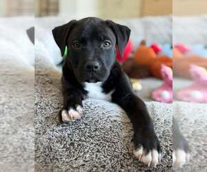 Mutt Dogs for adoption in Overland Park, KS, USA