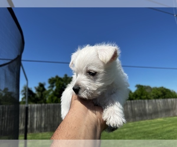 Medium Photo #5 West Highland White Terrier Puppy For Sale in ROSHARON, TX, USA