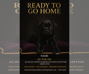 Cane Corso Puppy for sale in RIVERDALE, GA, USA