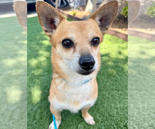 Medium Photo #4 Chihuahua-Unknown Mix Puppy For Sale in Newport Beach, CA, USA