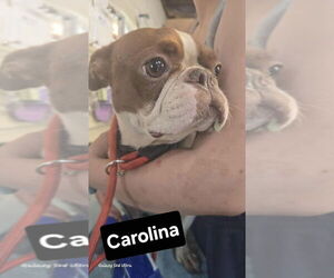 Boston Terrier Dogs for adoption in Foristell, MO, USA