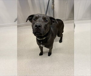 Labrador Retriever-Unknown Mix Dogs for adoption in Fairbanks, AK, USA